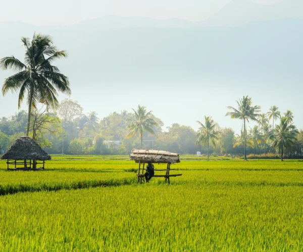 kerala paddy